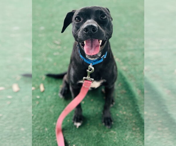 Medium Photo #2 Mutt Puppy For Sale in Clarkesville, GA, USA