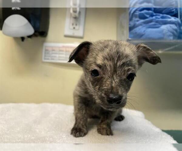 Medium Photo #1 Mutt Puppy For Sale in Pasadena, CA, USA