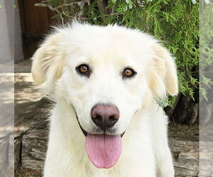 Golden Retriever Dogs for adoption in Albuquerque, NM, USA