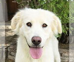Small Golden Retriever
