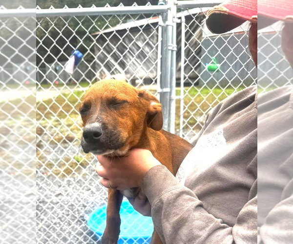 Medium Photo #1 Mutt Puppy For Sale in Hinton, WV, USA