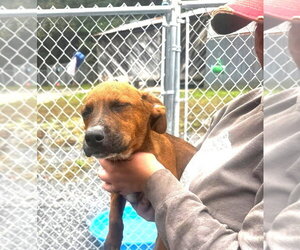 Mutt Dogs for adoption in Hinton, WV, USA