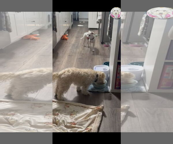 Medium Photo #12 Mutt Puppy For Sale in Escondido, CA, USA