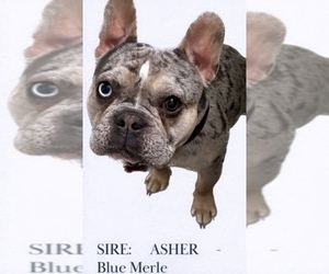 Father of the French Bulldog puppies born on 04/21/2025