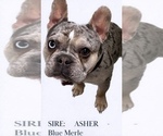 Small Photo #1 French Bulldog Puppy For Sale in BIGFORK, MT, USA