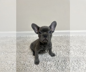 French Bulldog Puppy for sale in CHARLESTON, SC, USA