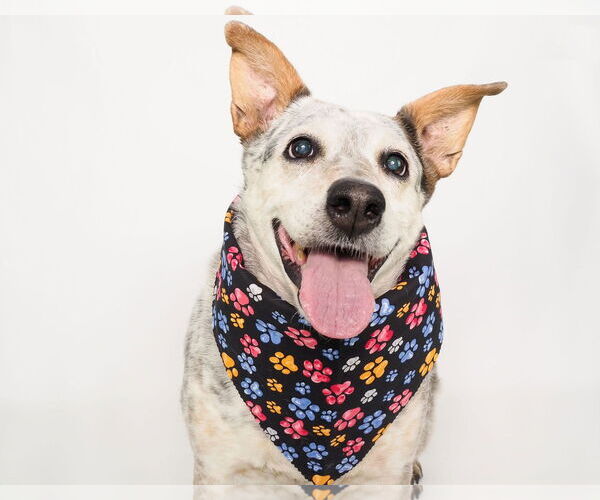 Medium Photo #11 Mutt Puppy For Sale in phoenix, AZ, USA