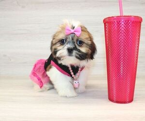 Shih Tzu Puppy for Sale in LAS VEGAS, Nevada USA