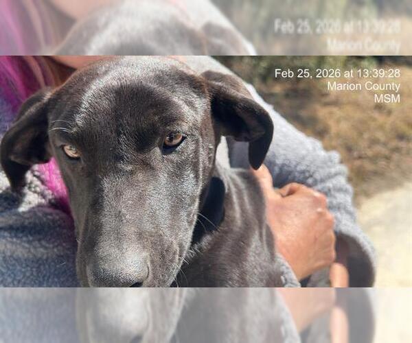 Medium Photo #1 Labrador Retriever-Unknown Mix Puppy For Sale in Ocala, FL, USA