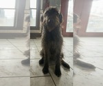 Small Labrador Retriever