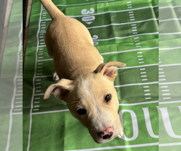 Medium Photo #5 Mutt Puppy For Sale in Laramie, WY, USA
