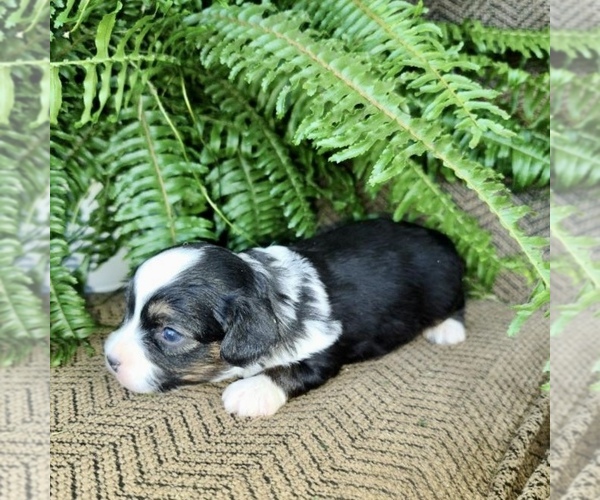 Medium Photo #14 Miniature American Shepherd-Poodle (Toy) Mix Puppy For Sale in CLARE, MI, USA