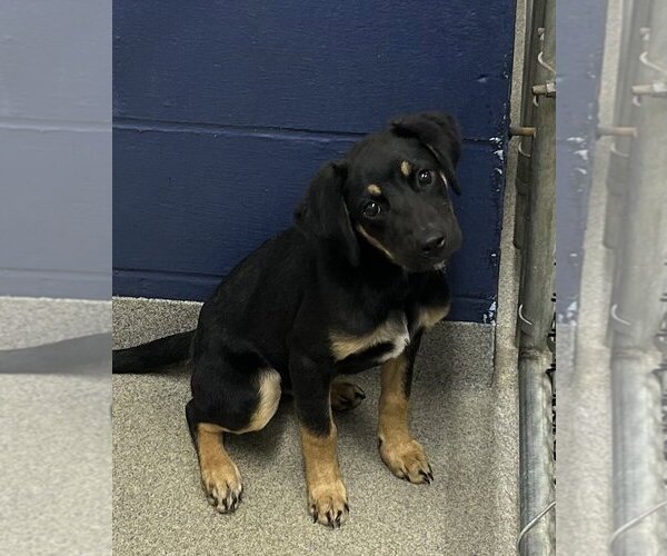 Medium Photo #1 Labrador Retriever-Unknown Mix Puppy For Sale in Sterling, MA, USA