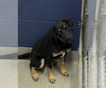 Small Labrador Retriever Mix