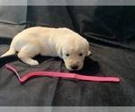 Small Photo #1 Golden Labrador Puppy For Sale in LAPEER, MI, USA