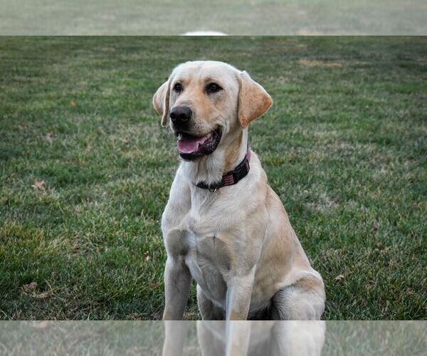 Medium Photo #1 Labrador Retriever Puppy For Sale in SABETHA, KS, USA