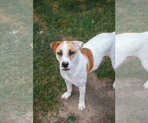 Apache - Little Trooper - Male Bull Terrier-Pointer Mix Dog for Adoption - Photo #13