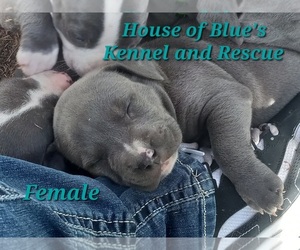 American Pit Bull Terrier Puppy for sale in DELAWARE, OH, USA