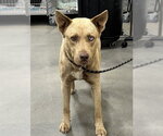 Small Gerberian Shepsky
