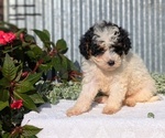 Small Photo #51 Poodle (Toy) Puppy For Sale in GOSHEN, IN, USA