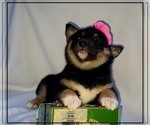 Small Photo #2 Shiba Inu Puppy For Sale in HARRODSBURG, KY, USA
