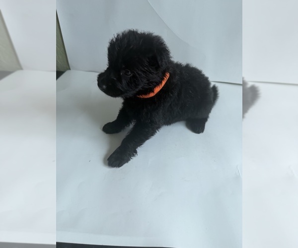 Medium Photo #15 German Shepherd Dog Puppy For Sale in ONTARIO, CA, USA