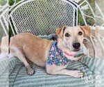 Small Dachshund Mix