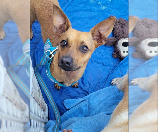 Medium Photo #2 Chihuahua-Unknown Mix Puppy For Sale in Rocky Mount, NC, USA