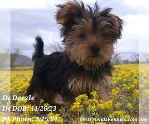 Yorkshire Terrier Puppy for sale in TEMPE, AZ, USA