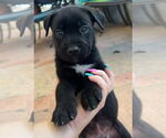 Small Labrador Retriever Mix