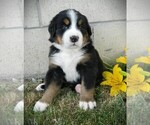 Puppy Jimmy Bernese Mountain Dog