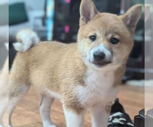 Shiba Inu Puppy for sale in KIRKLAND, WA, USA