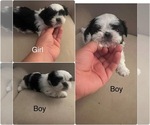 Small Shih Tzu