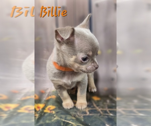 Medium Photo #8 Chihuahua Puppy For Sale in HOMERVILLE, GA, USA