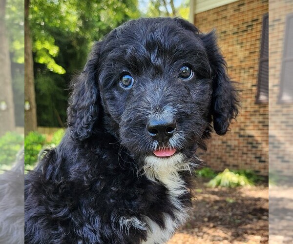 Medium Photo #4 F2 Aussiedoodle Puppy For Sale in COLUMBIA, TN, USA