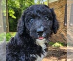 Small #3 F2 Aussiedoodle