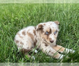 Australian Shepherd Puppy for sale in GENESEO, IL, USA