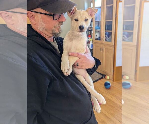 Medium Photo #2 Labsky Puppy For Sale in Princeton, MN, USA