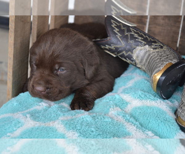 Medium Photo #33 Labrador Retriever Puppy For Sale in GREENWOOD, WI, USA