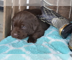 Small Photo #33 Labrador Retriever Puppy For Sale in GREENWOOD, WI, USA