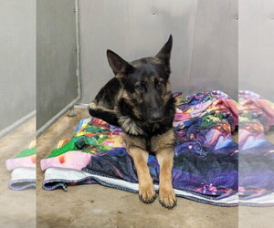 German Shepherd Dog Dogs for adoption in La Porte, IN, USA