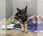 Small German Shepherd Dog