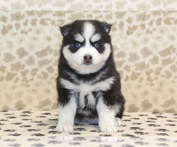 Medium Photo #3 Pomsky Puppy For Sale in DENVER, PA, USA