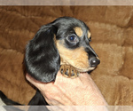 Puppy Playful Dachshund