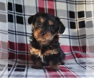 Dorkie Puppy for sale in ROBESONIA, PA, USA