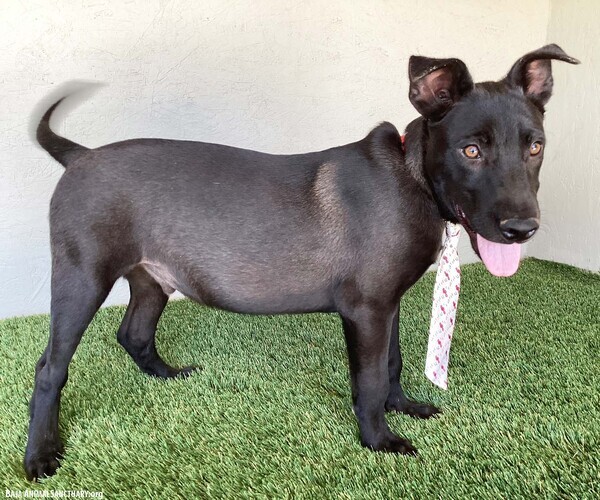 Medium Photo #2 Mutt Puppy For Sale in San Diego, CA, USA