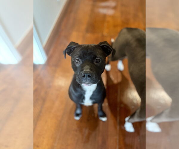 Medium Photo #3 American Staffordshire Terrier-Boxer Mix Puppy For Sale in Holly Springs, NC, USA