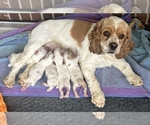 Small Photo #1 Cocker Spaniel Puppy For Sale in TRINITY, NC, USA