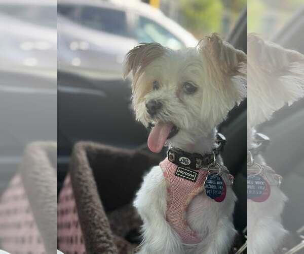 Medium Photo #3 Maltese Puppy For Sale in Spring Lake, NC, USA