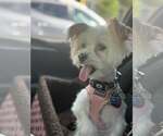 Small #2 Maltese